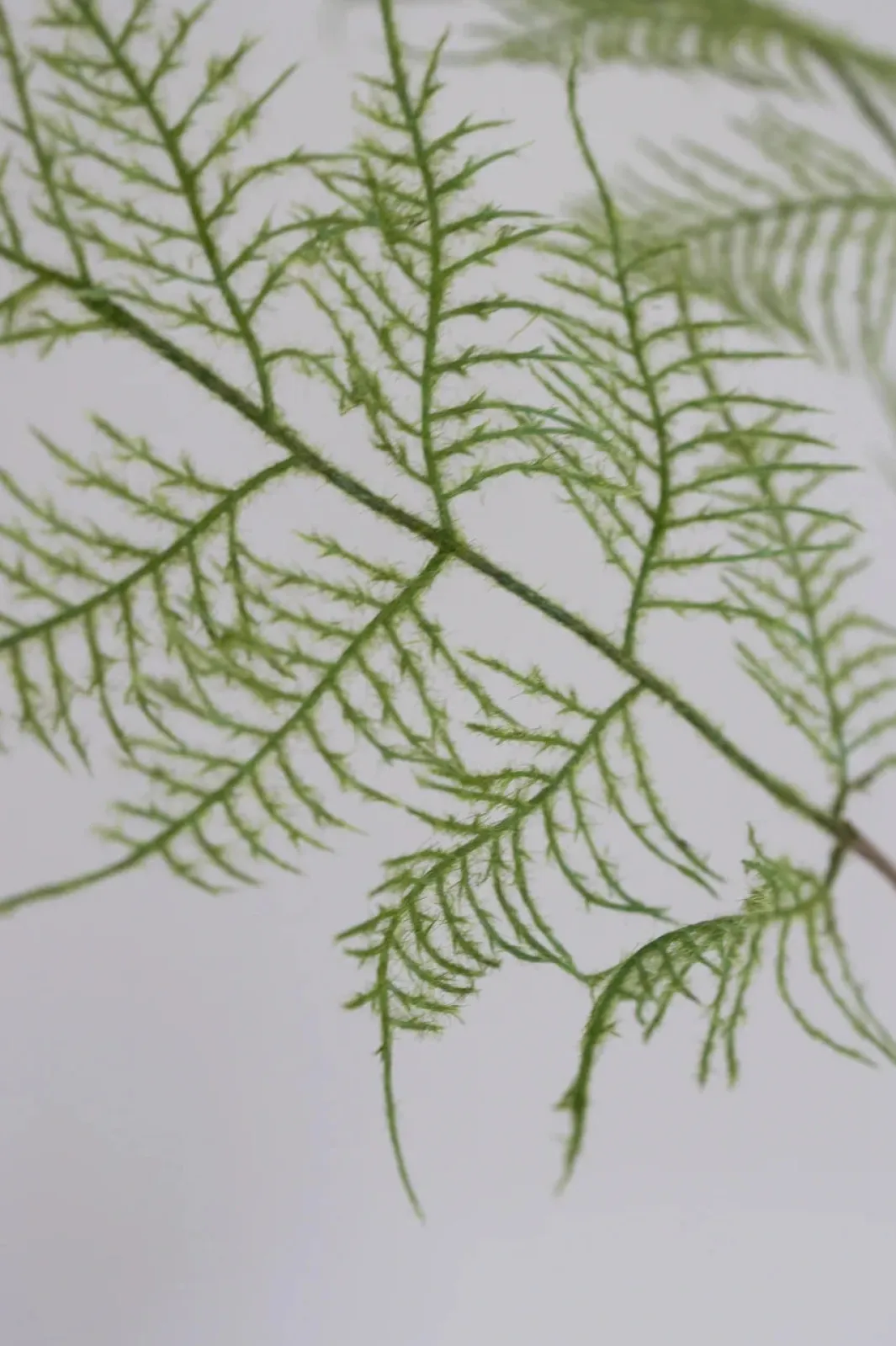 Bloom Objects Dekoration Til Hjemmet<Artificial Fern Plant 02-110